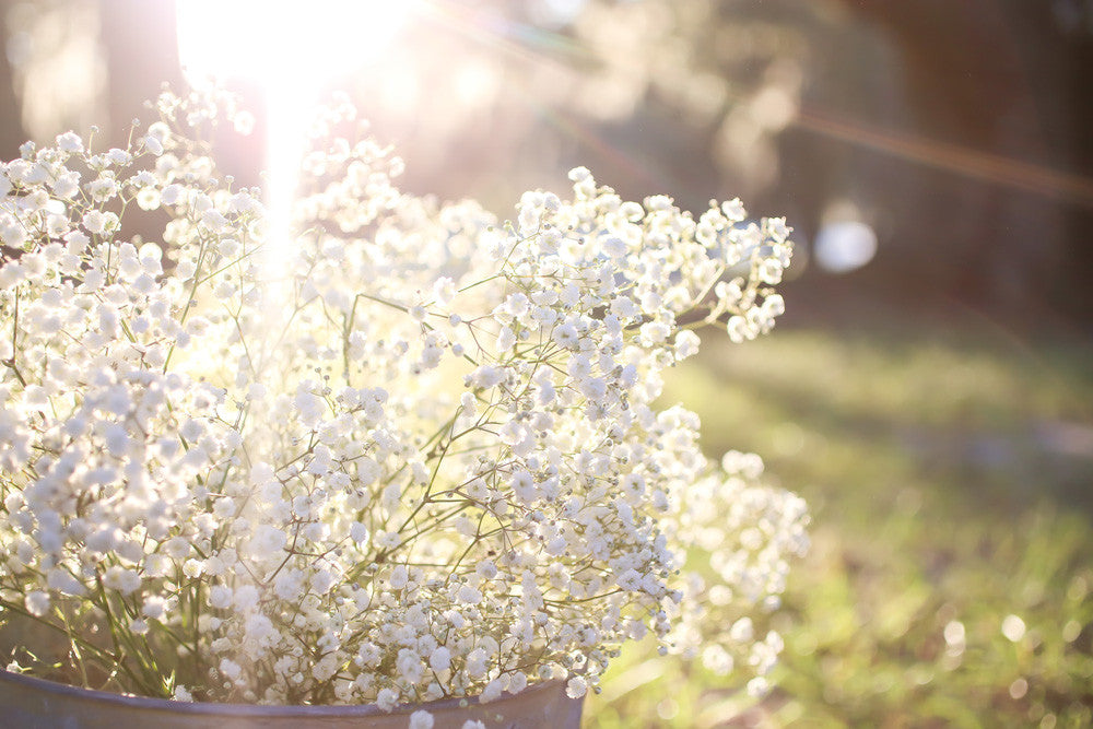 How to Grow Gypsophilia at Home (Baby's Breath)