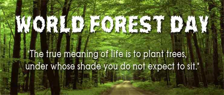 International Day of Forests and Why Forests and Water Matter