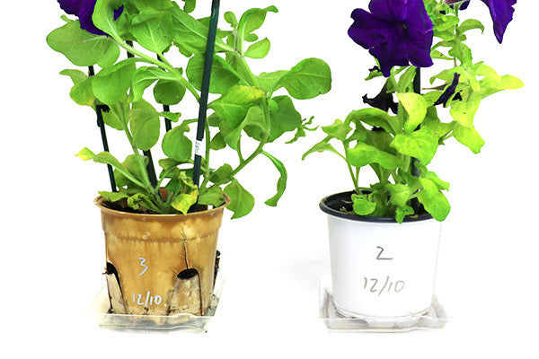 Is The Beauty In The Plant Or The Pot?