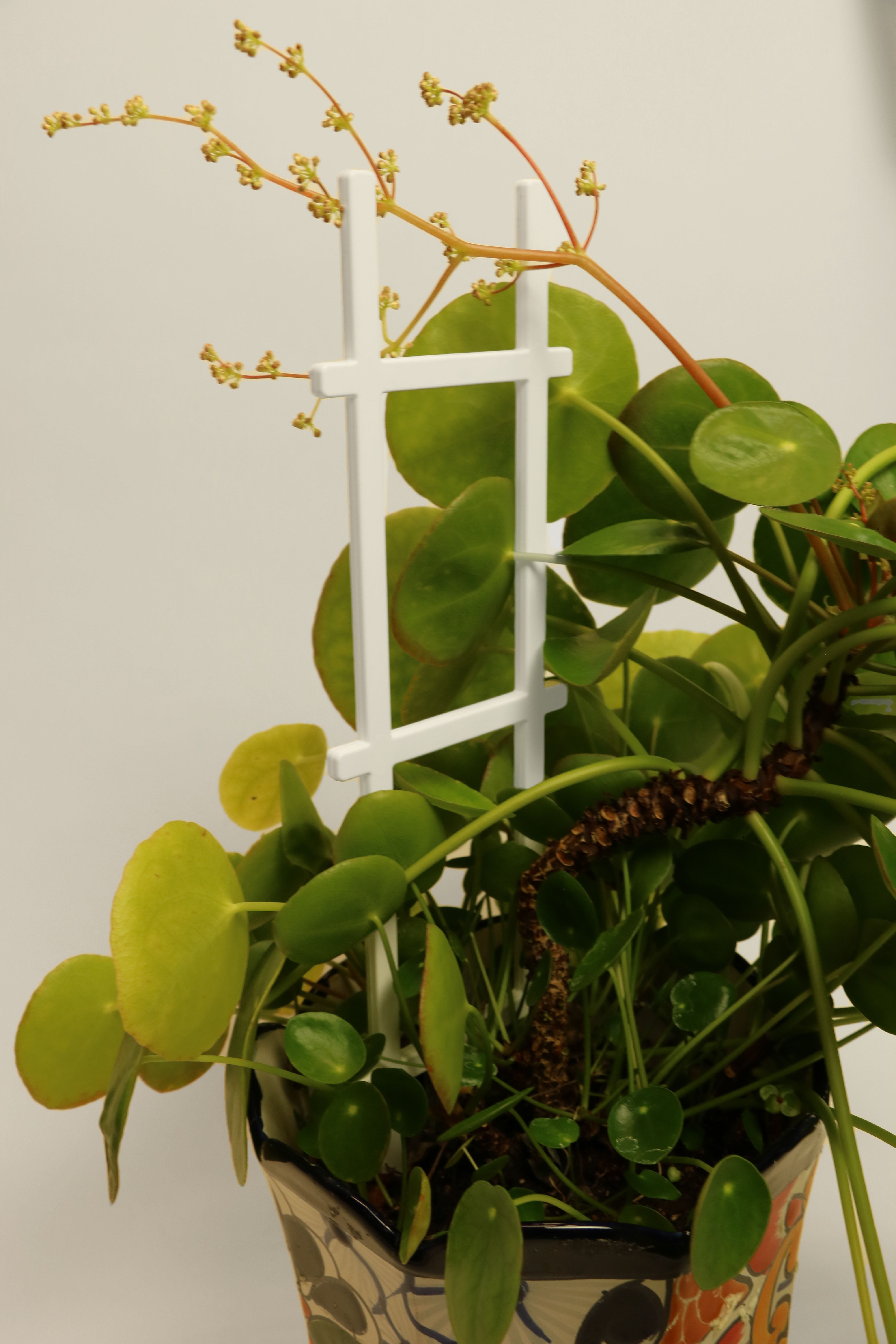 Ladder Trellis - 100 Count Case-SelfEco Garden